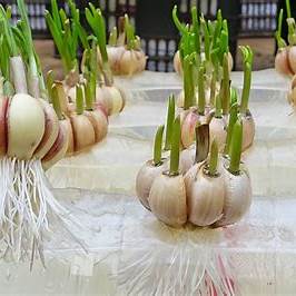 Growing Garlic Seedlings in Water: Your Comprehensive Guide to a Bountiful 2025 Harvest