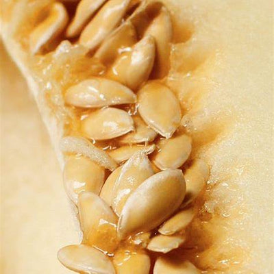 Melon Seeds: Unlocking the Astonishing Health Benefits of These Tiny Nutritional Powerhouses