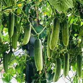 Unlock Your Best Harvest Yet: Avoid These 7 Common Cucumber Planting Mistakes