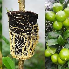 How to Make Your Lemons Last All Year: Easy Growing and Preservation Tips