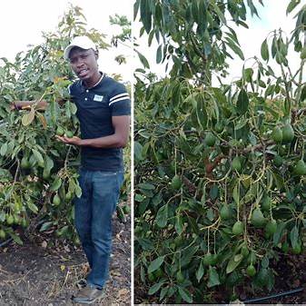 How Farmers Grow Avocado Trees: Proven Techniques from Seed to Harvest