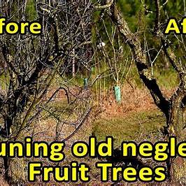 How to Prune Neglected Fruit Trees: A Comprehensive Guide to Fruit Tree Restoration