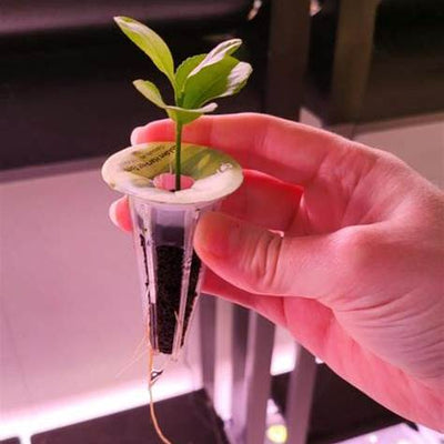 How to Grow a Lemon Tree in a Cup: A Comprehensive Guide to Indoor Citrus Cultivation