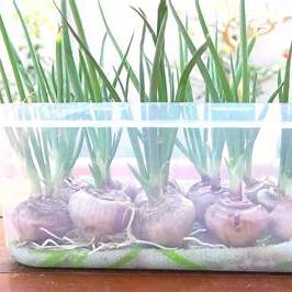 How to Grow Fresh Green Onions Year-Round Using Just Water and a Towel: The Ultimate Guide