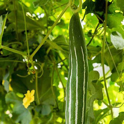How to Grow Loofah: A Complete Guide to Planting, Caring, and Harvesting Luffa Gourds