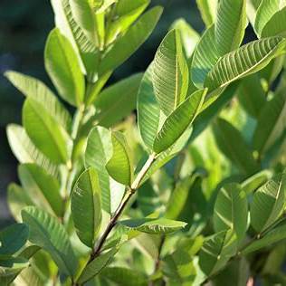 Guava Leaves for Blood Sugar Control: A Comprehensive Guide for Diabetics