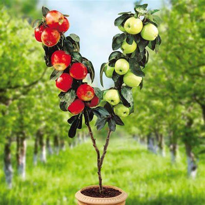 How to Create a Duo Apple Tree: A Comprehensive Guide to Grafting Two Apple Varieties