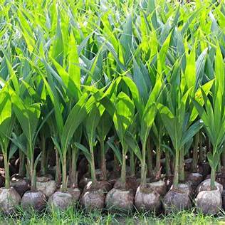 How to Grow and Plant a Coconut Tree at Home: A Comprehensive Guide for 2025