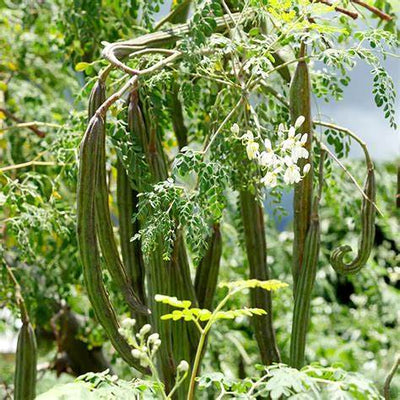 The Moringa Tree: Nature’s Ultimate Apothecary for 2025 Homesteaders