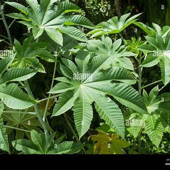 10 Powerful Benefits of Castor Leaves You Should Know: A Comprehensive Guide