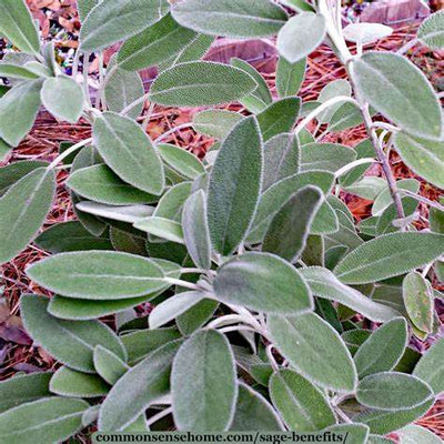 Top Sage Benefits: Natural Healing, Culinary Uses, and How to Grow It at Home