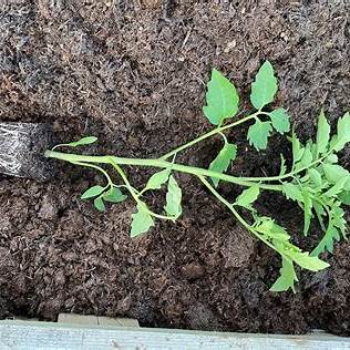 Unlock Your Best Harvest Ever: The Art of Planting Tomatoes on Their Side