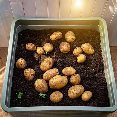 The Ultimate Guide to Growing Potatoes in Containers: From a Single Spud to a Bountiful Harvest in 2025