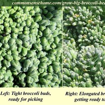 How to Grow Big Broccoli Heads in 2025: Expert Gardening Tips