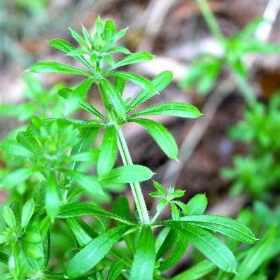Cleavers (Galium aparine): Your Comprehensive Guide to Lymphatic Detox, Herbal Cleansing, and More