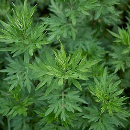 Mugwort: The Ancient Herb with Modern Healing Powers