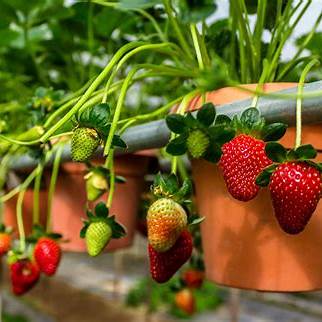 12 Genius Strawberry Growing Tips for Sweeter, Juicier Berries All Season Long
