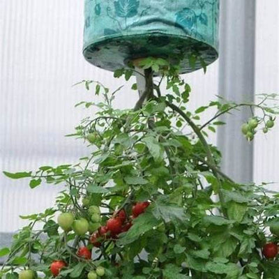 How to Grow Upside Down Tomatoes: A Space-Saving Garden Hack That Works
