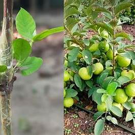 Unlock Abundant Yields: Your Comprehensive Guide to Apple and Guava Grafting in 2025