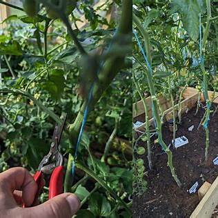Unlock Healthier, Happier Tomatoes: Why Removing Lower Leaves Works Wonders