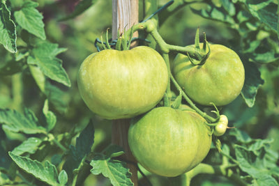 May Gardening Tips: The Ultimate To-Do List for a Blooming Garden