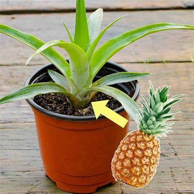 From Table Scraps to Tropical Paradise: Your Ultimate Guide to Growing Pineapples at Home
