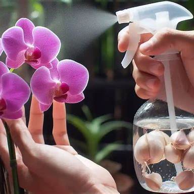 How to Grow Orchids Successfully Using the Steam Method and Garlic Boost