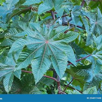 10 Powerful Benefits of Castor Leaves You Probably Didn’t Know About