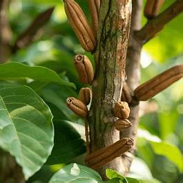 Grow Your Own Cinnamon: A Comprehensive Guide to Cultivating Cinnamon Trees at Home