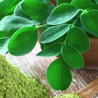 The Miracle Tree: 10 Health Benefits of Moringa and How to Use It