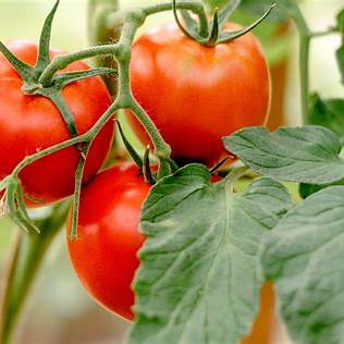 The Ultimate Guide to Growing Tomatoes: Maximize Your Harvest, Not Just Foliage