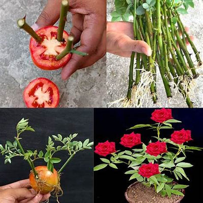 Supercharge Rose Growth: The Astonishing Tomato Slice Propagation Method (2025)