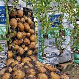 Why Do Potatoes Grown in Bags Produce So Many Tubers? Gardening Explained