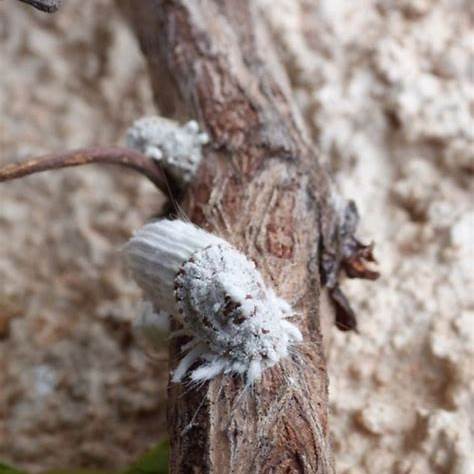 Conquer the Cottony Mealybug: Your Comprehensive Guide to Natural and ...