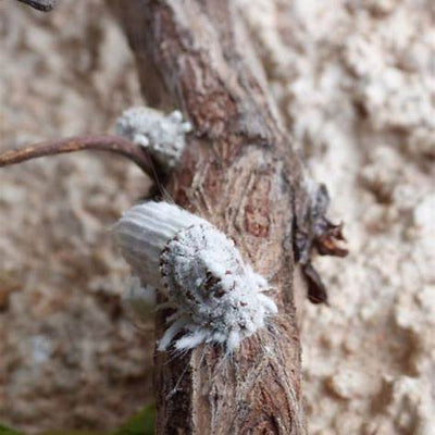 Conquer the Cottony Mealybug: Your Comprehensive Guide to Natural and Effective Home Remedies