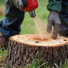 Conquering Tree Stumps: 4 Creative, Eco-Friendly, and Effective Removal Techniques for 2025