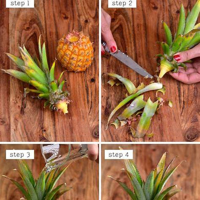 Your Ultimate Guide: How to Grow Pineapples at Home — Fast, Easy, and Surprisingly Fun in 2025!