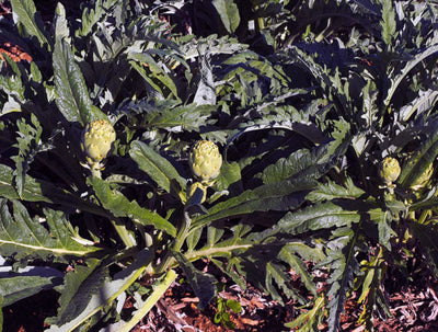 How to Grow Artichokes: The Ultimate Guide from Beginner to Expert
