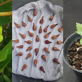 The Ultimate Guide to Growing Grapes from Seed in Containers: From Beginner to Pro in 2025