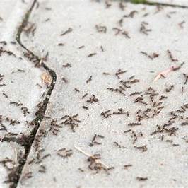 Eliminating Ants Naturally: Eco-Friendly Methods for a Pest-Free Yard in 2025