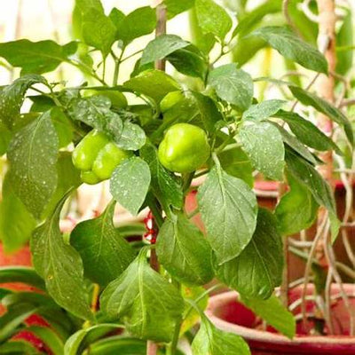 Growing Peppers in Pots: Your Comprehensive Guide to Abundant Container Harvests in 2025