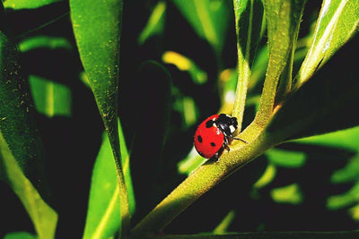 How to Attract Ladybugs to Your Garden: A Comprehensive Guide to Natural Pest Control