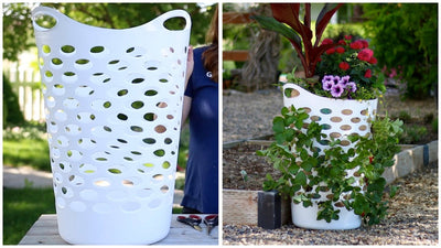 The Humble Laundry Basket: Revolutionizing Strawberry Growing for Small Spaces in 2025