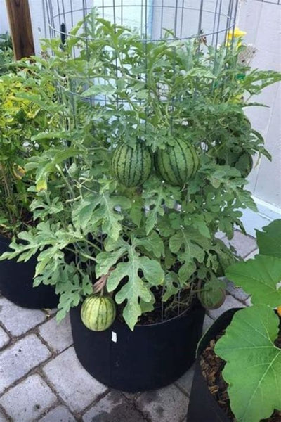 How to Grow Watermelons in Pots: A Practical Guide for Big Flavor in Small Spaces