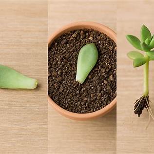 How to Grow Plants from Leaves: A Beginner’s Guide to Leaf Propagation