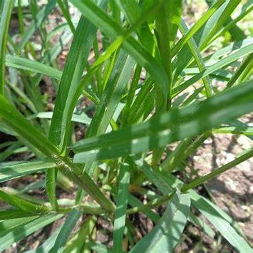 Goosegrass (Eleusine Indica): 20 Surprising Benefits and Smart Ways to Use It