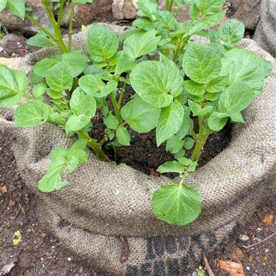 6 Quirky Yet Effective Ways to Grow Bags Full of Potatoes (That Really Work)