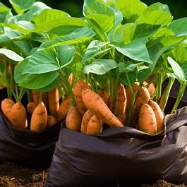 Mastering the Magic of Sweet Potatoes in Soil Bags: An Ultimate Beginner-to-Pro Guide