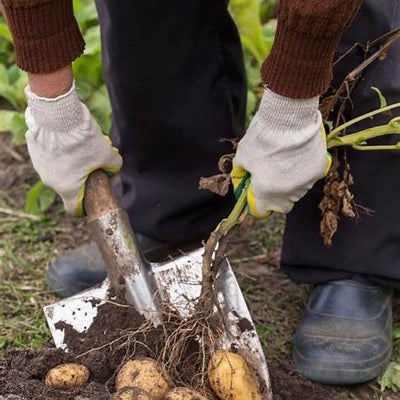How to Grow an Endless Supply of Homegrown Potatoes: A Comprehensive Guide for 2025