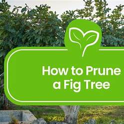 Mastering Fig Tree Pruning: Essential Techniques for Optimal Growth and Fruit Production